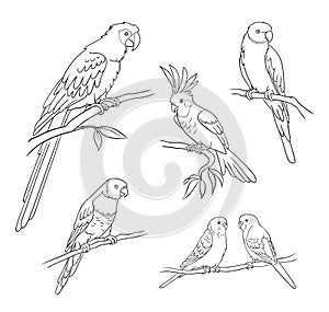 Different parrots in outlines - vector illustration