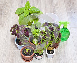 Different plants Coleus grow in flowerpot on windowsill. Red-green leaves of the Coleus Blum. An ornamental plant with. Mix of Col