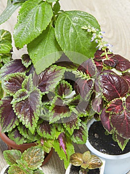 Different plants Coleus grow in flowerpot on windowsill. Red-green leaves of the Coleus Blum. An ornamental plant with. Mix of Col