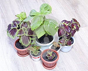 Different plants Coleus grow in flowerpot on windowsill. Red-green leaves of the Coleus Blum. An ornamental plant with. Mix of Col