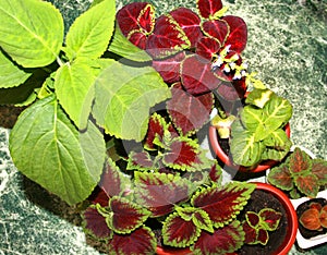 Different plants Coleus grow in flowerpot on windowsill. Red-green leaves of the Coleus Blum. An ornamental plant with. Mix of Col