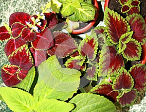 Different plants Coleus grow in flowerpot on windowsill. Red-green leaves of the Coleus Blum. An ornamental plant with. Mix of Col