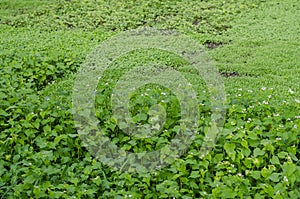 Different plants siderates growing in the field