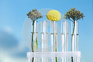 Different plants in test tubes on blurred background, closeup