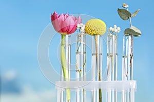 Different plants in test tubes on blurred background, closeup. Space for text