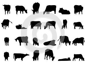 Different poses of grazing cows