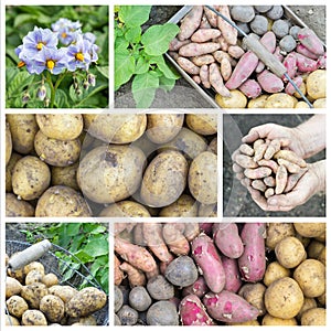 Different potato varieties