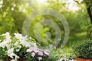 Diferente plantas en macetas floreciente flores a hierbas jardinería dispositivos a herramientas 