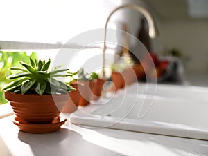 Different potted plants on window sill in kitchen