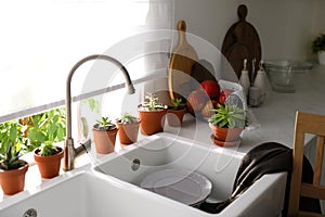 Different potted plants on window sill in kitchen