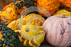Different pumpkin varieties with distinctive shapes and colors in a heap as a close-up