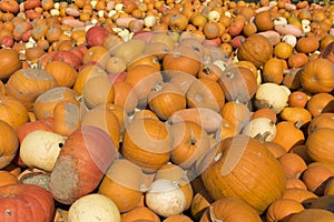 Different Pumpkins