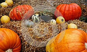 different pumpkins on bale of straw