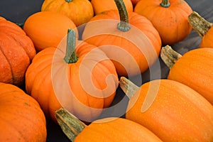 Different pumpkins collection