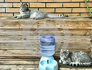 The different resting postures of tabby siblings born in twins of dragon and phoenix