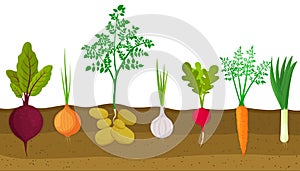 Different root vegetables growing on vegetable patch. Plants showing root structure below ground level. Beets, onions, potatoes,