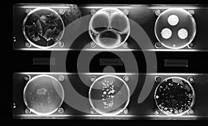 Different samples with kinds of bacterias living at common household items. black and white