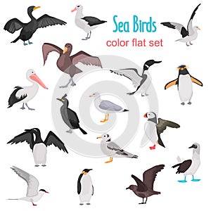 Different sea birds color flat icons set