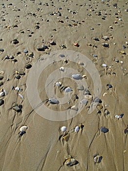 Different sea pebbles on the wet sand on the beach