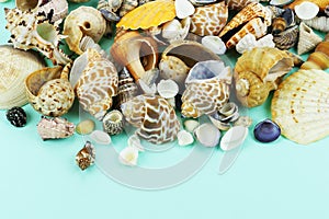 Different sea shells on a blue background