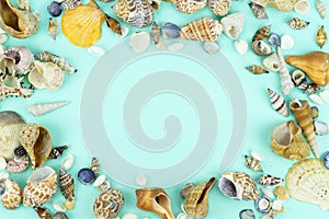 Different sea shells on a blue background