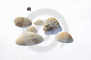 Different sea shells collection isolated on white background. side view. isolate with shadows