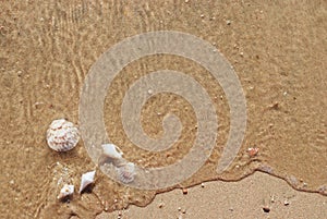 Different seashells on a beach sand