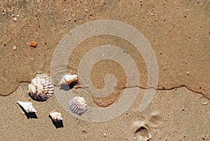 Different seashells on a beach sand