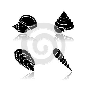 Different seashells drop shadow black glyph icons set