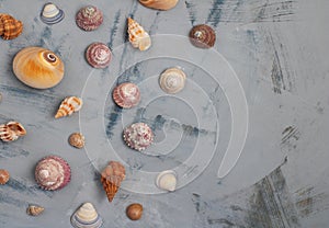 Different seashells on gray background