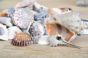 Different seashells piled together like a background.
