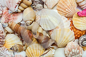 Different seashells and scallops