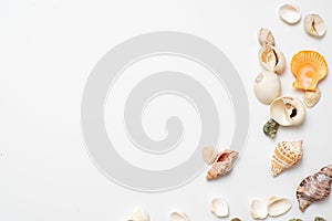 Different seashells on a white background , the concept of holidays by the sea.