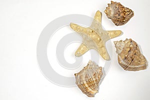 Many small shells of various species close-up