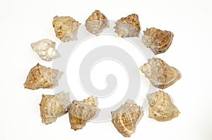 Many small shells of various species close-up