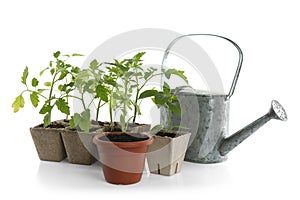 Different seedlings and watering can isolated