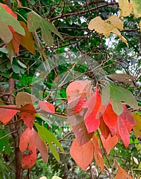 different shades of changing leaves in the autumn