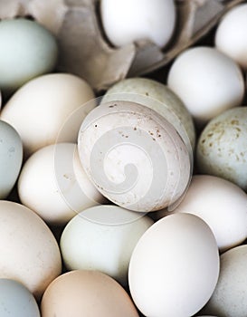 Different shades of color farm fresh eggs