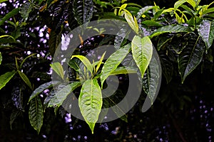 Different Shades of Green - Fresh and Old Leaves with Waterdrops- Natural Earth Environment Background - Agriculture