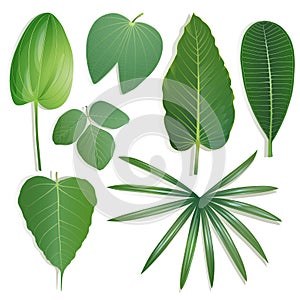 Different shape of leaves Set 2