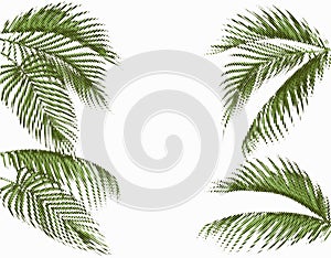 Different in shape tropical dark green palm leaves. Stylized dots design. Isolated on white background. illustration