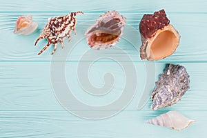 Different shaped seashells on a turquoise background.