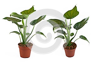 Different side views of full `Alocasia Cucullata` or `Elephant Ear` tropical houseplant in flower pot on white background
