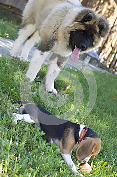 Different size dogs playing outside together