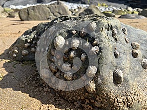 Different sized Limpet molluscs stuck on a rock