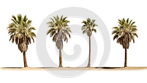 different sized palm trees are shown in a group on a white background