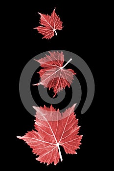 Different Sized Red Grape Leaves Displayed Against a Black Background