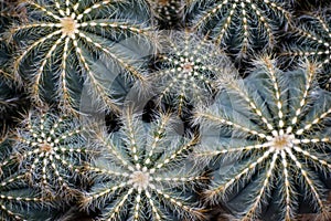 Different Sized Succulents, Cactus with Pricklies