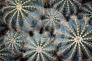 Different Sized Succulents, Cactus with Pricklies photo