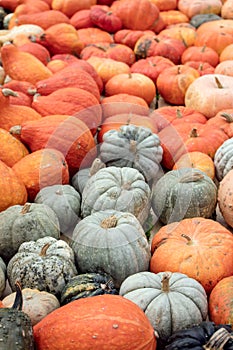 Different sorts of Cucurbita, Pumpkins for Thanksgiving and Hall